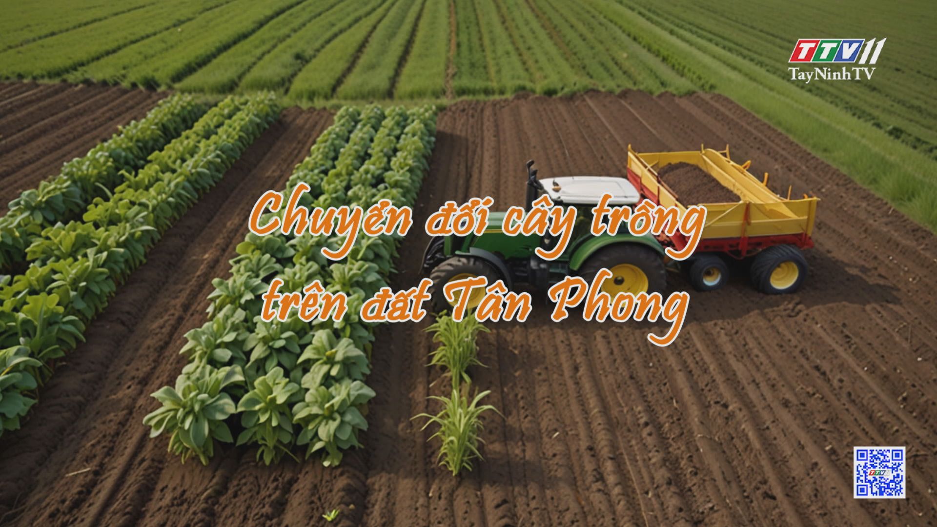 Chuyển đổi cây trồng trên đất Tân Phong | NÔNG NGHIỆP TÂY NINH | TayNinhTV